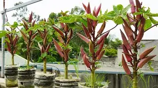 Cultivar quiabos em recipientes: dicas simples para jardinagem urbana