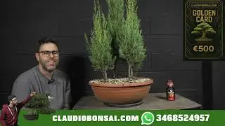 BONSAI DA SEME. ascolta bene prima di fare caxxate...