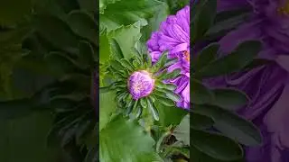 #українськийконтент #nature #love #garden #plants #popular #comedy #flowers #gardening #funny #diy