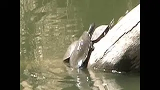 Broad shell river turtles