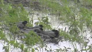 Black Terns Resting