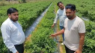 Croptek or DAP  #Croptek #Mahadhan #Smartek