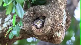 Spotted owlet