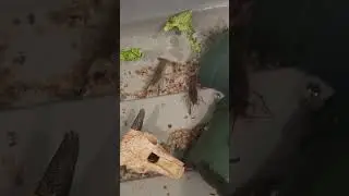 3rd Grade Crayfish