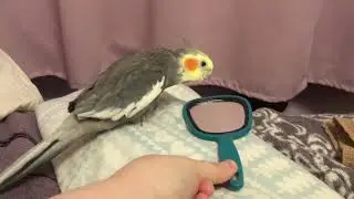 Bird Making Clicking Sounds
