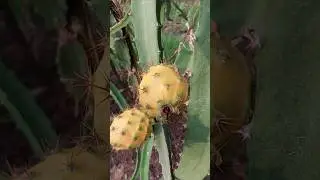 Big red-3,Mi Bao,Taiwa. pink etc latest Commercial Dragon Fruit Varieties Cutting Ready For Sale
