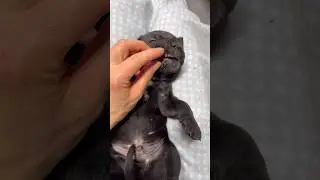 Сила укуса, как у льва 🦁 #собака #щенок #канекорсо #зубы