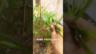 Why Removing Weeds from Pots Is Important
