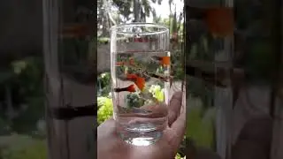 #guppyfish #fish # beautiful moment/ new fish ideas/ #status video/ malayalam