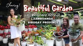 AGLAONEMA COLLECTORS din si te Grace,ZAMBOANGA del Sur | Lovekye8