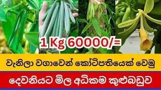 වැනිලා වගාවෙන් කෝටිපතියෙක් වෙමු | How to grow vanilla | Vanilla Wagawa In Sinhala | #vanilla #වැනිලා