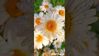 Sillent currents - instrumental #silent#current#relaxing #instrumental#nature#soothing#healingmusic