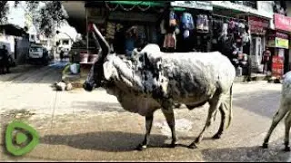 Stray cows wander busy street in India for bread handouts