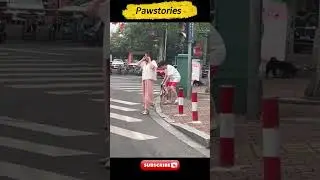 😂funny animal videos caught on camera #funnydogs #funnycats #funnyanimals #shorts