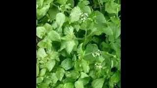 How to have Antidote to evil,antidote to spiritual and physical poison,Antidote to health issues.