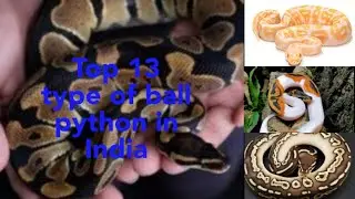 Top 13 type of ball python