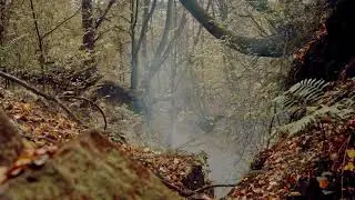 DARK FOREST VIDEO FOOTAGE - THE DARK FOREST AT NIGHT FREE HD VIDEO FOOTAGE - 33