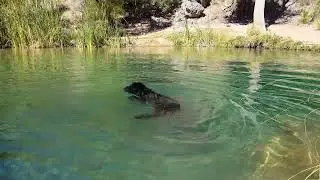 Fossil Creek 2017