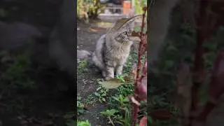 She curiously about around #elmocat #cat #cats #funny