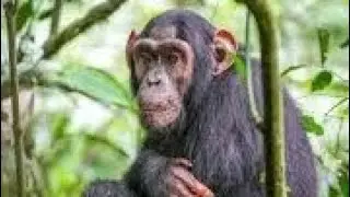 Attacked By Chimpanzees - A Survivors Story
