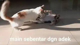 Kucing Milky bermain bersamaa adik adik
