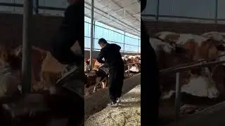 Super hard cow horn, cut twice before cutting off the horn!