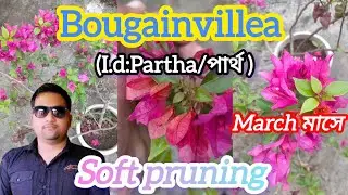 Bougainvillea(Partha)soft pruning in March month//বাগানবিলাস(পার্থ)মার্চ মাসে সফট প্রুনিং