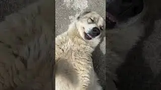 Алабай балабай кого хочешь выбирай ☺️