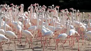 Flamingo hide