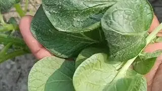 टेस्टी आलू का साग बनाया 😋#saag recipe#healthy food  #very tasty