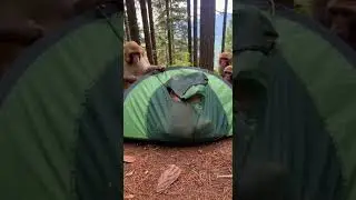 Funny Monkey Adventure: The Pop-Up Tent Strikes Back 😂🐒 #funny