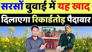 सरसों बुवाई में डालें सबसे ताकतवर खाद | sarso me konsa khad dale | sarso ki kheti karne ka tarika