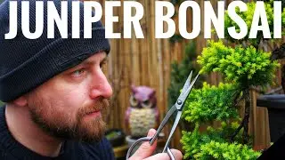 How to make a BONSAI from Juniper Procumbens Nana