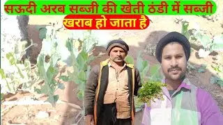 Saudi Arab Mein Sabji Ki Kheti Kaise Hota Hai Khajur Saudi Arvind ✅ खेत में काम करने वाले का रूम 