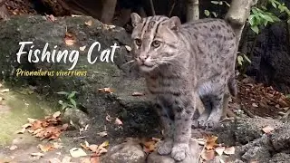 Fishing Cat marking its territory by urinating | Communication | Nature Web