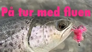 Flue tur med fisk i hånden 🤗 Havørred Fiskeri 🎣