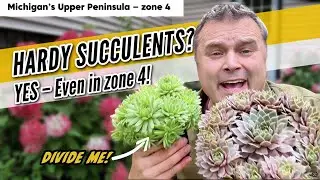 Think Succulents Can&rsquo;t Survive Zone 4? Meet Sempervivum