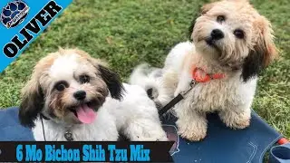 Oliver | 6 Month Bichon Shih Tzu | Small Dog Off Leash