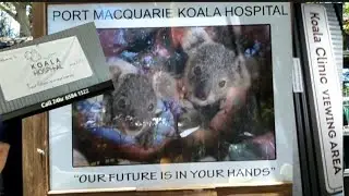 KOALA HOSPITAL PORT MACQUARIE// KOALA CLINIC VIEWING AREA// ADOPT A KOALA// Wonderful Aj Fam