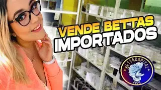 Ella pone en SUBASTA Bettas Importados (Betta Capital)