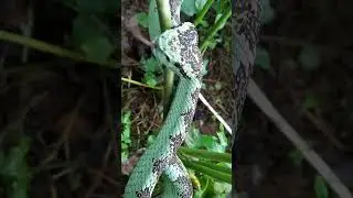Malabar pit viper green snake#shorts