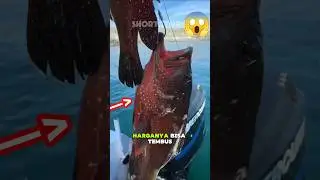 this is the sunuk grouper #shortvideo #fishing #fish #funny #grouperfish