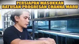 SAYA MAU PROGRES RATUSAN EKOR