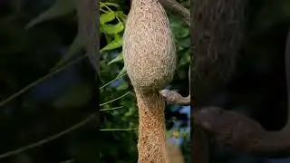 The intruder has arrived But this is no ordinary nest raid! #nature #animals #funny #wildlife