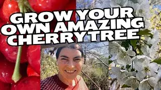 Tips for growing a CHERRY TREE in a small garden