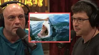 Scary Shark Attack Stories | Joe Rogan & Bob Gymlan