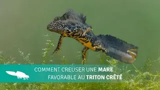 Comment creuser une mare favorable au triton cr&ecirc;t&eacute; (sous-titres FR)