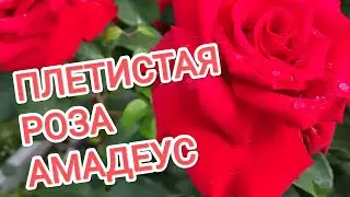 РОЗА АМАДЕУС (Amadeus)(W.Kordes, 2003)(Плетистая роза)