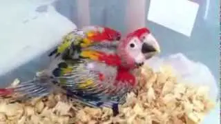 how to handfeed Exotic Bird: Scarlet Macaw  Baby