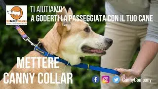 Mettere Canny Collar al vostro cane | Canny Company